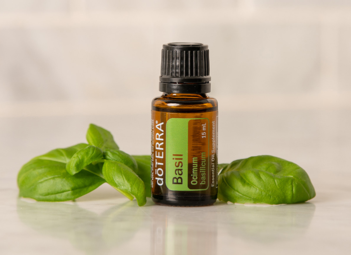 Basil plant