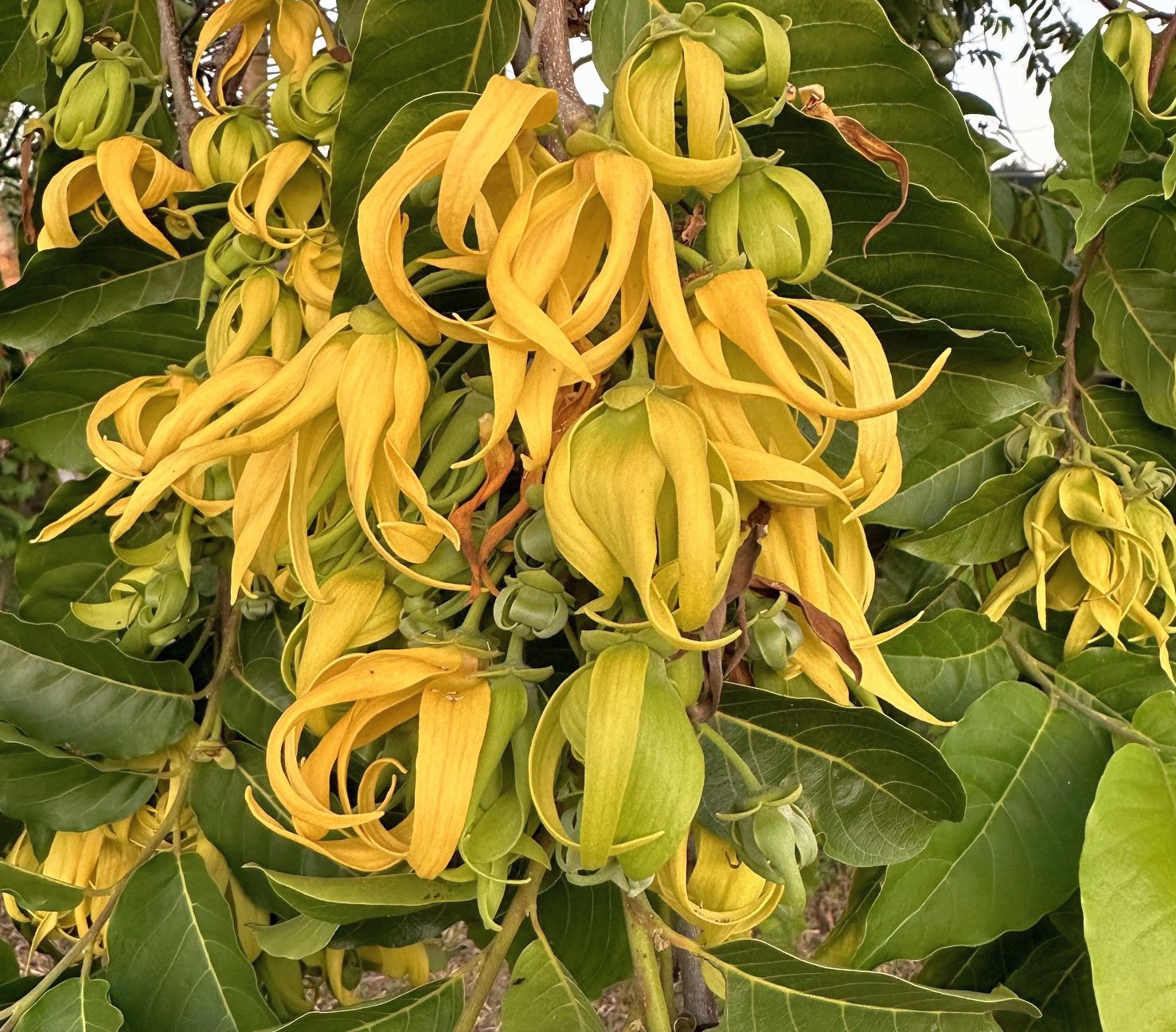 Cananga plant