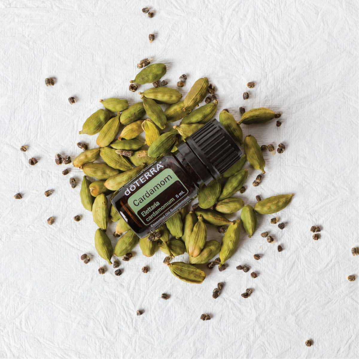 Cardamom plant