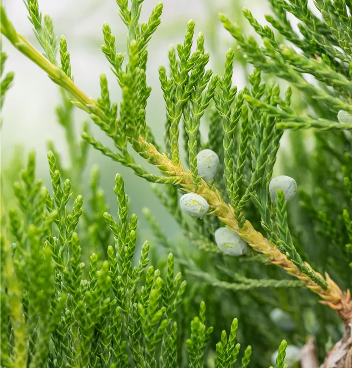 Cedarwood plant