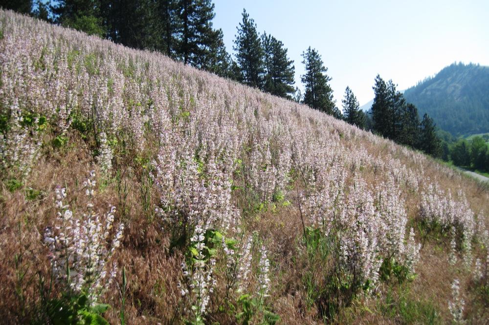 Clary Sage plant
