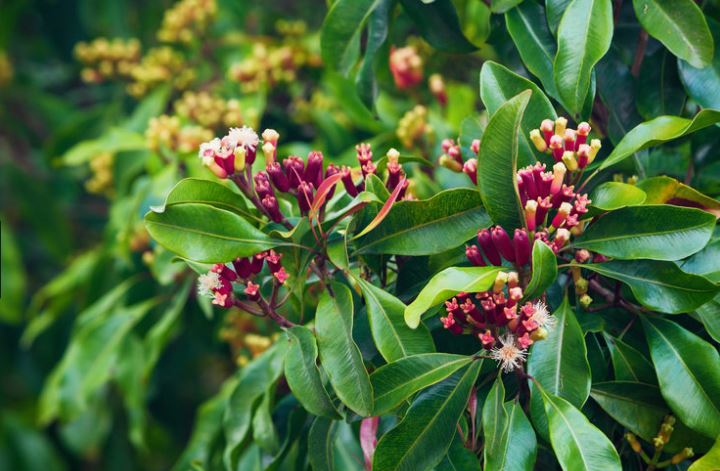 Clove plant
