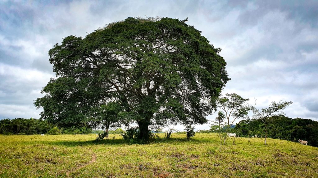 Copaiba plant