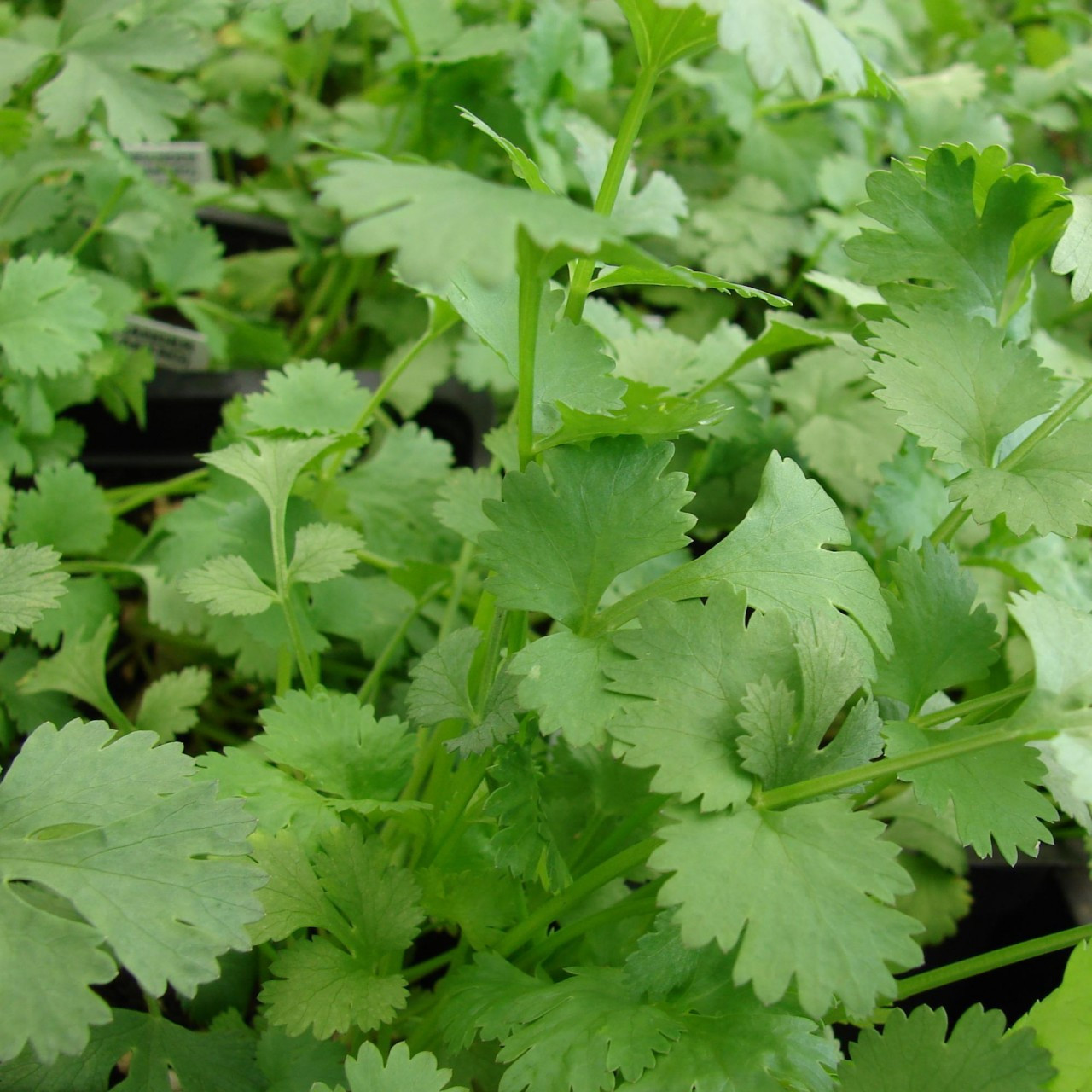 Coriander plant
