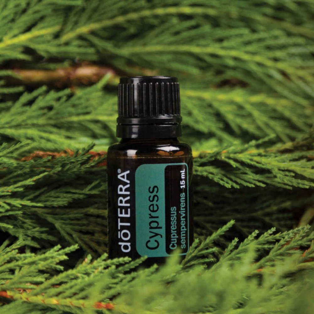 Cypress plant