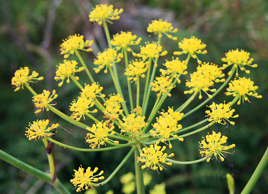 Fennel Sweet plant