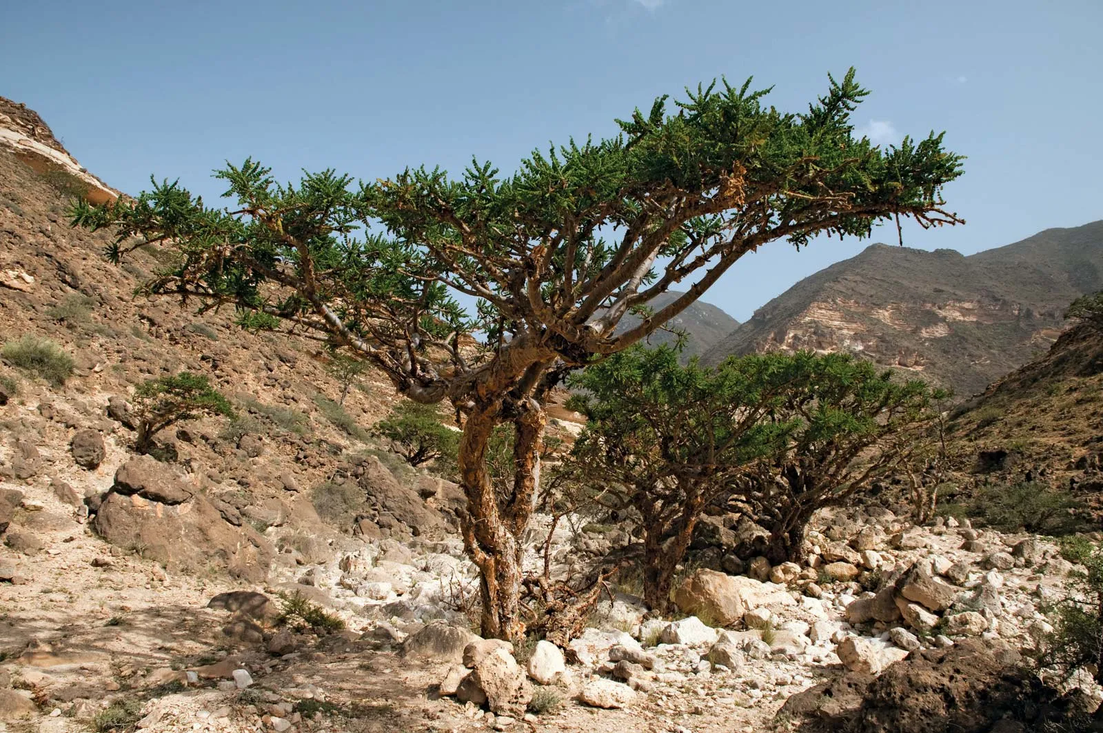 Frankincense plant