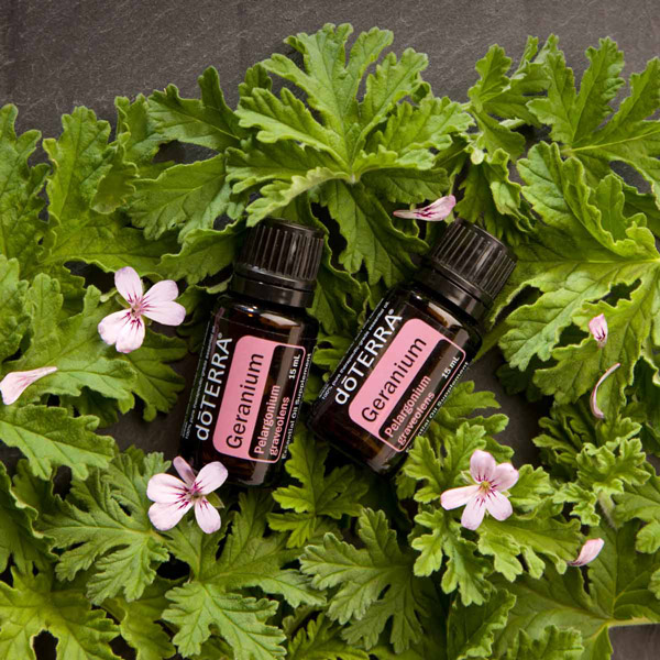 Geranium plant