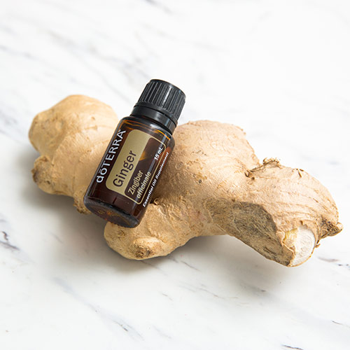 Ginger plant