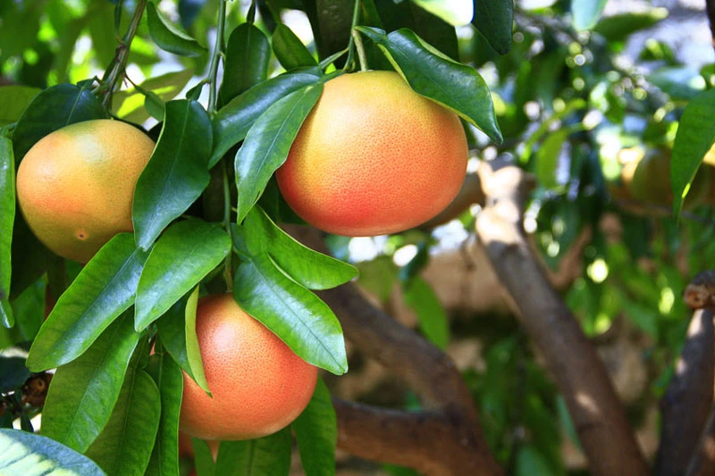 Grapefruit plant