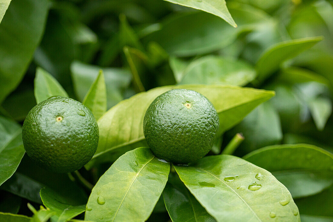 Green Mandarin plant