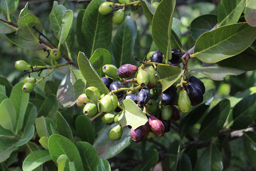 Sandalwood plant