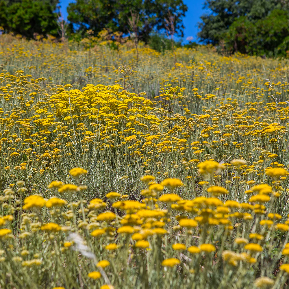 Helichrysum plant