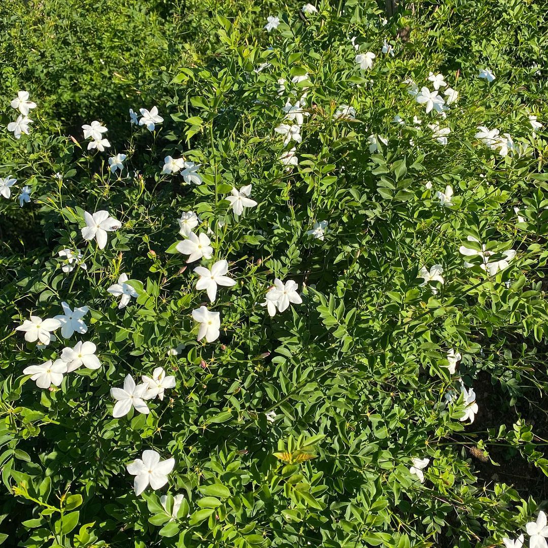 Jasmine plant
