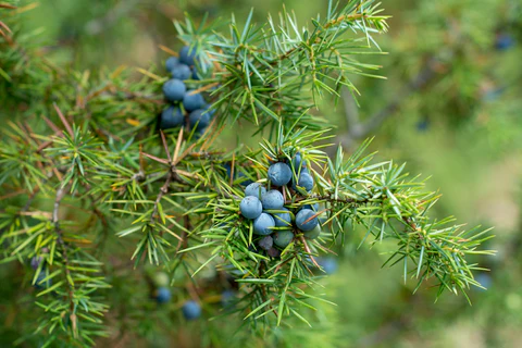 Juniper Berry plant