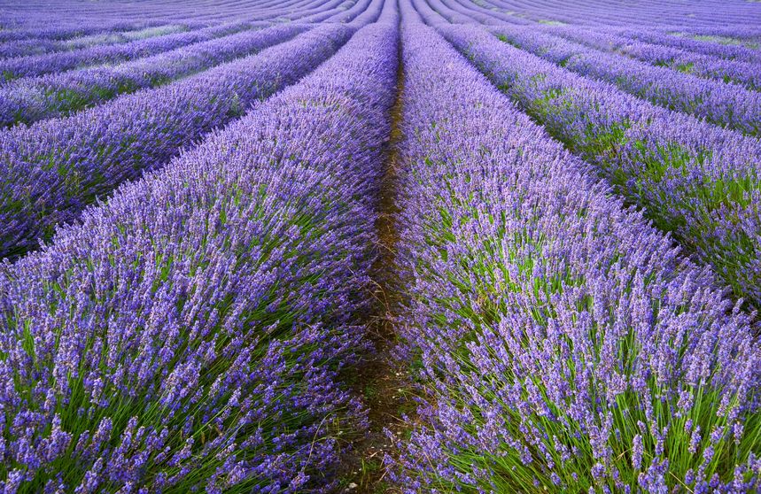 Lavender plant