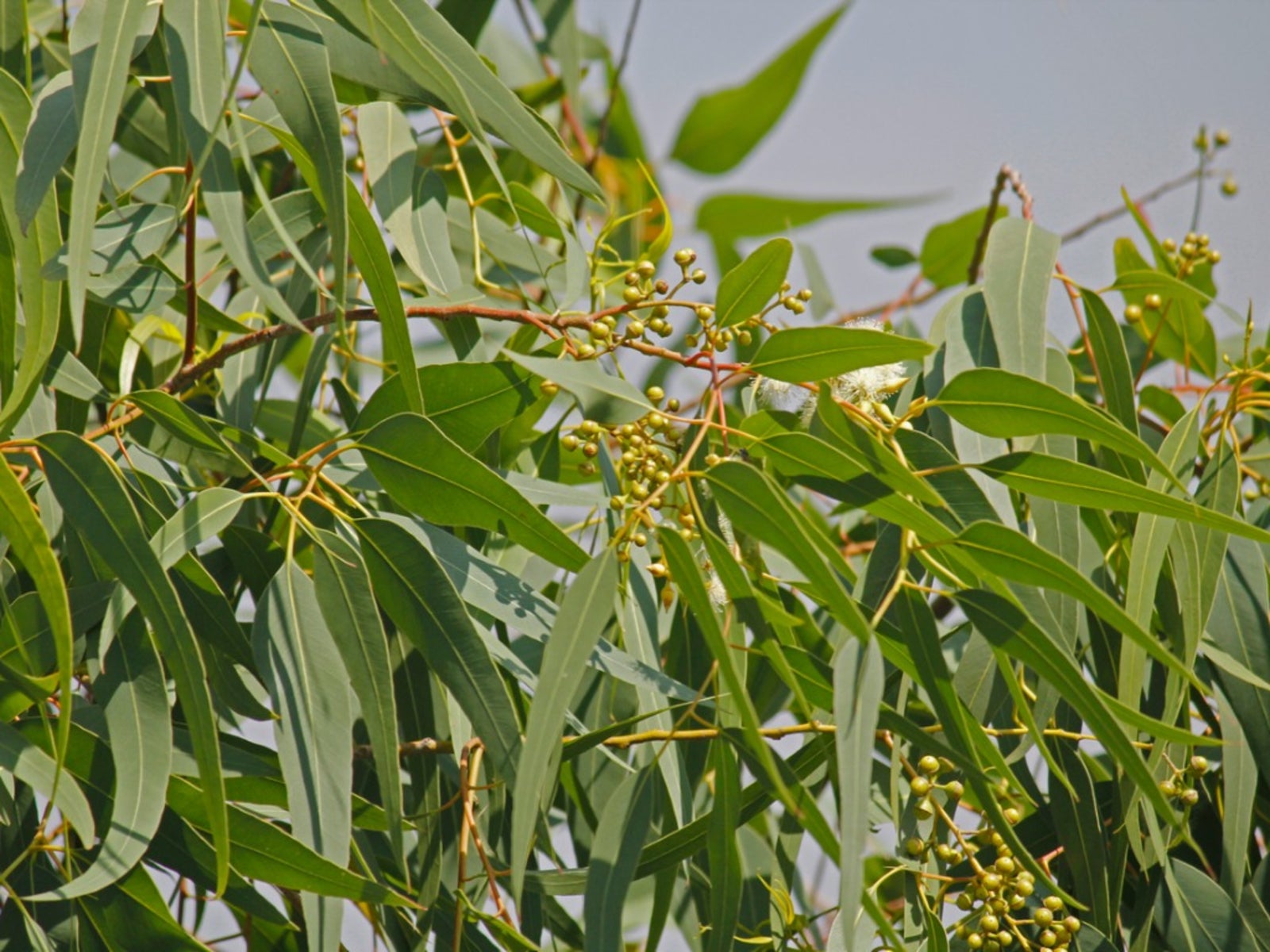 Lemon Eucalyptus plant