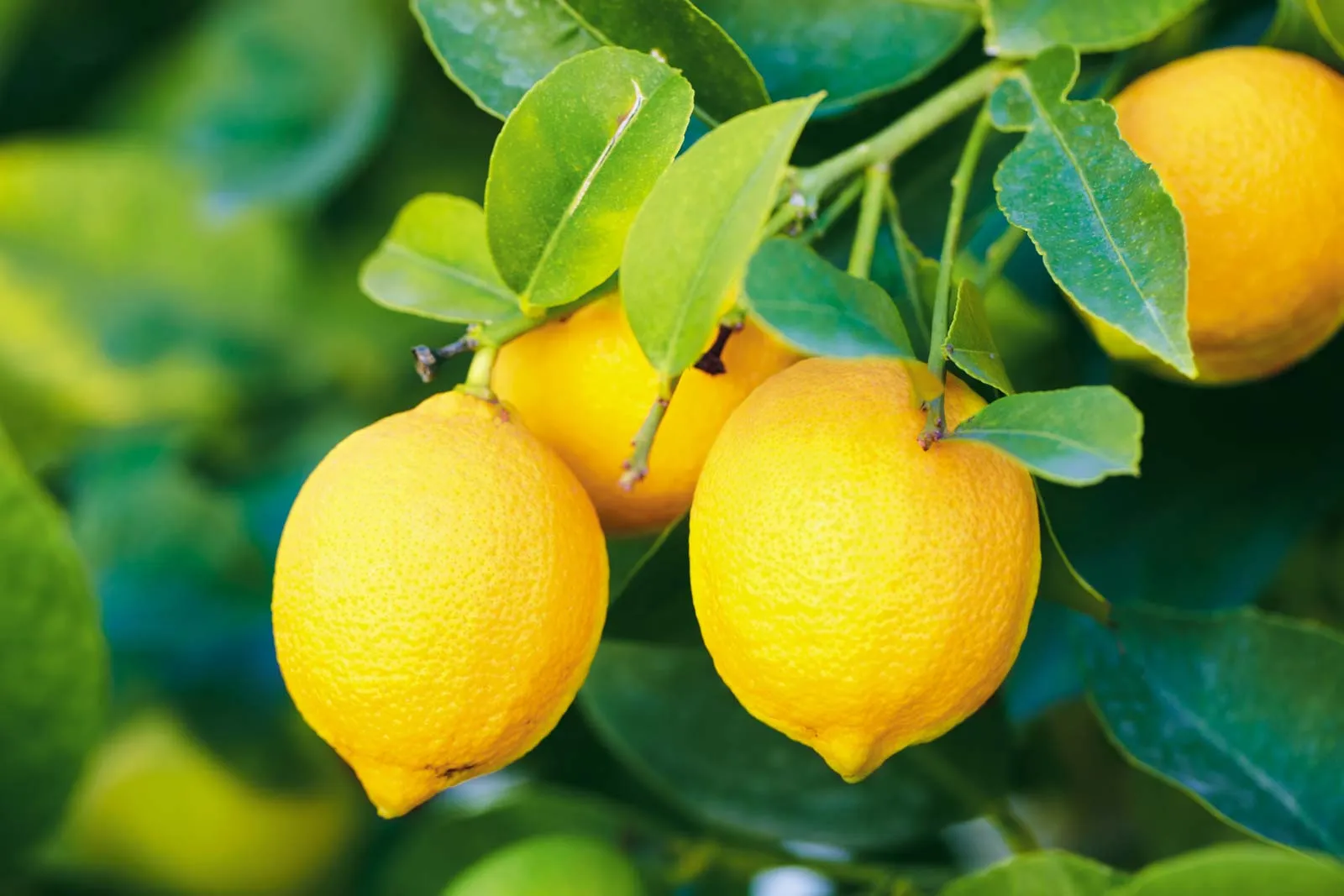 Lemon plant
