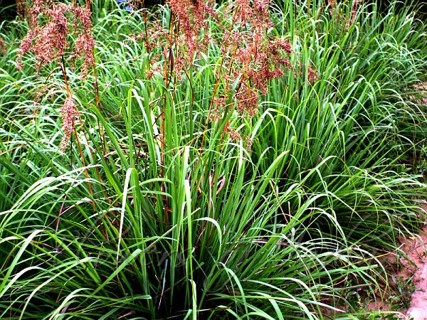 Lemongrass plant