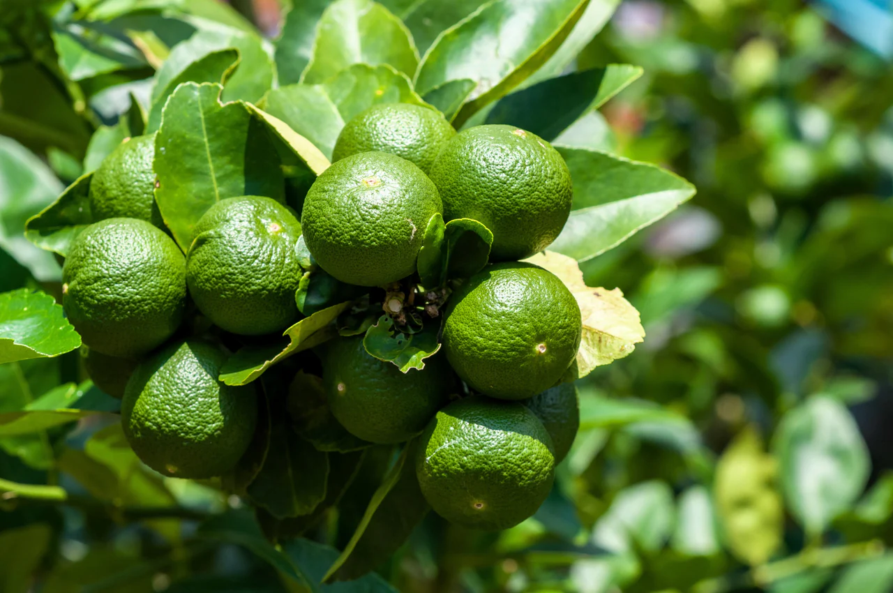 Lime plant