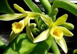 Madagascar Vanilla plant