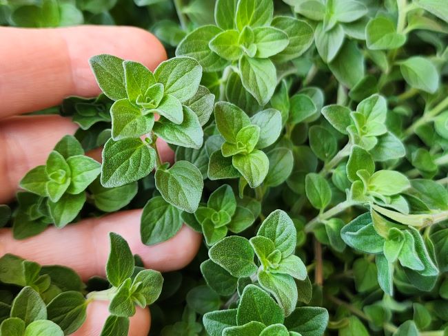 Marjoram plant