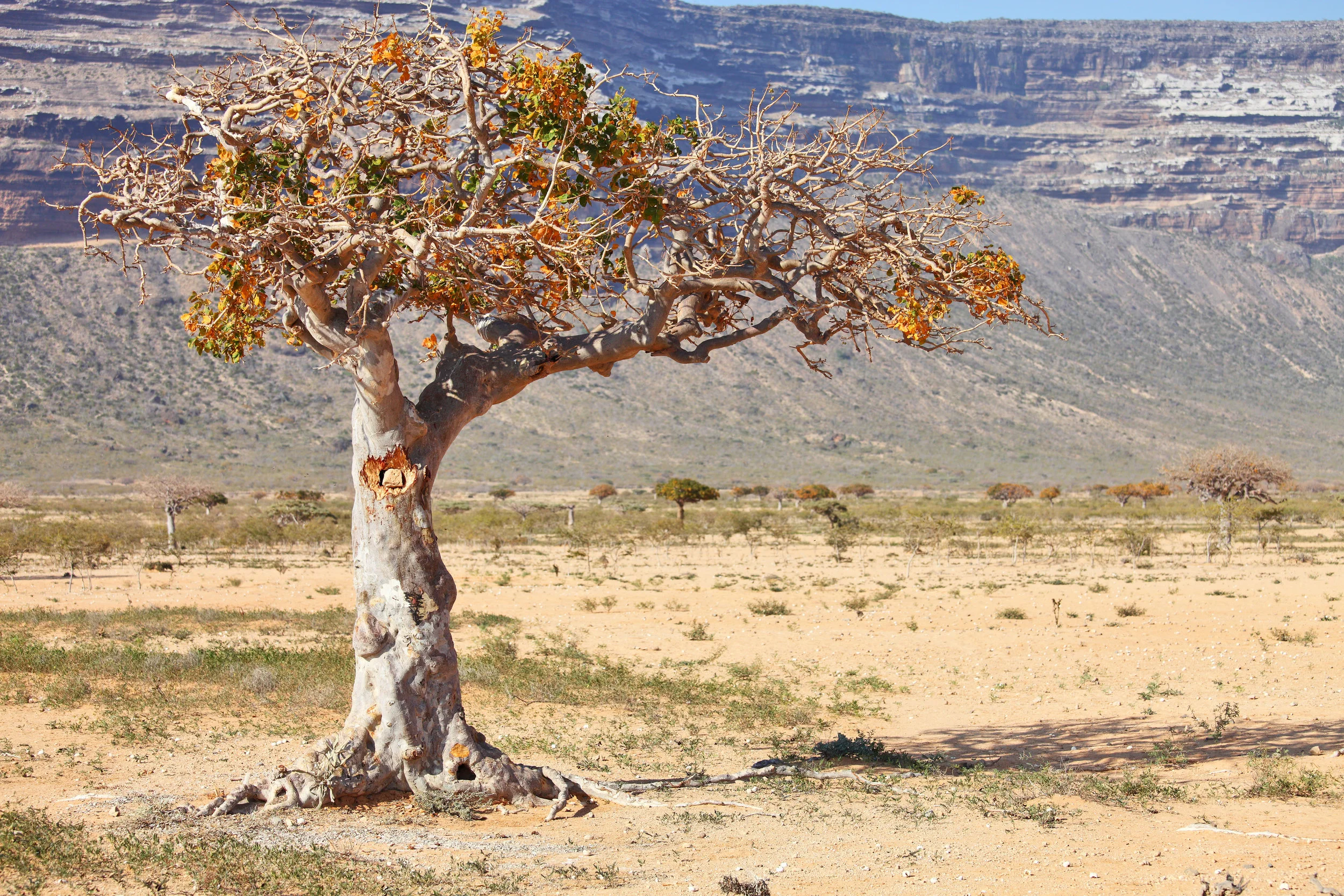 Myrrh plant