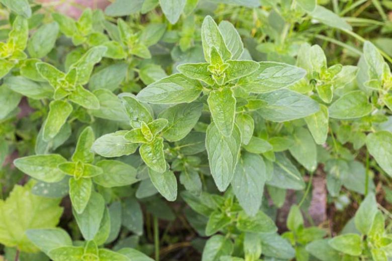 Oregano plant