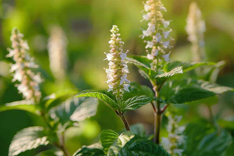 Patchouli plant