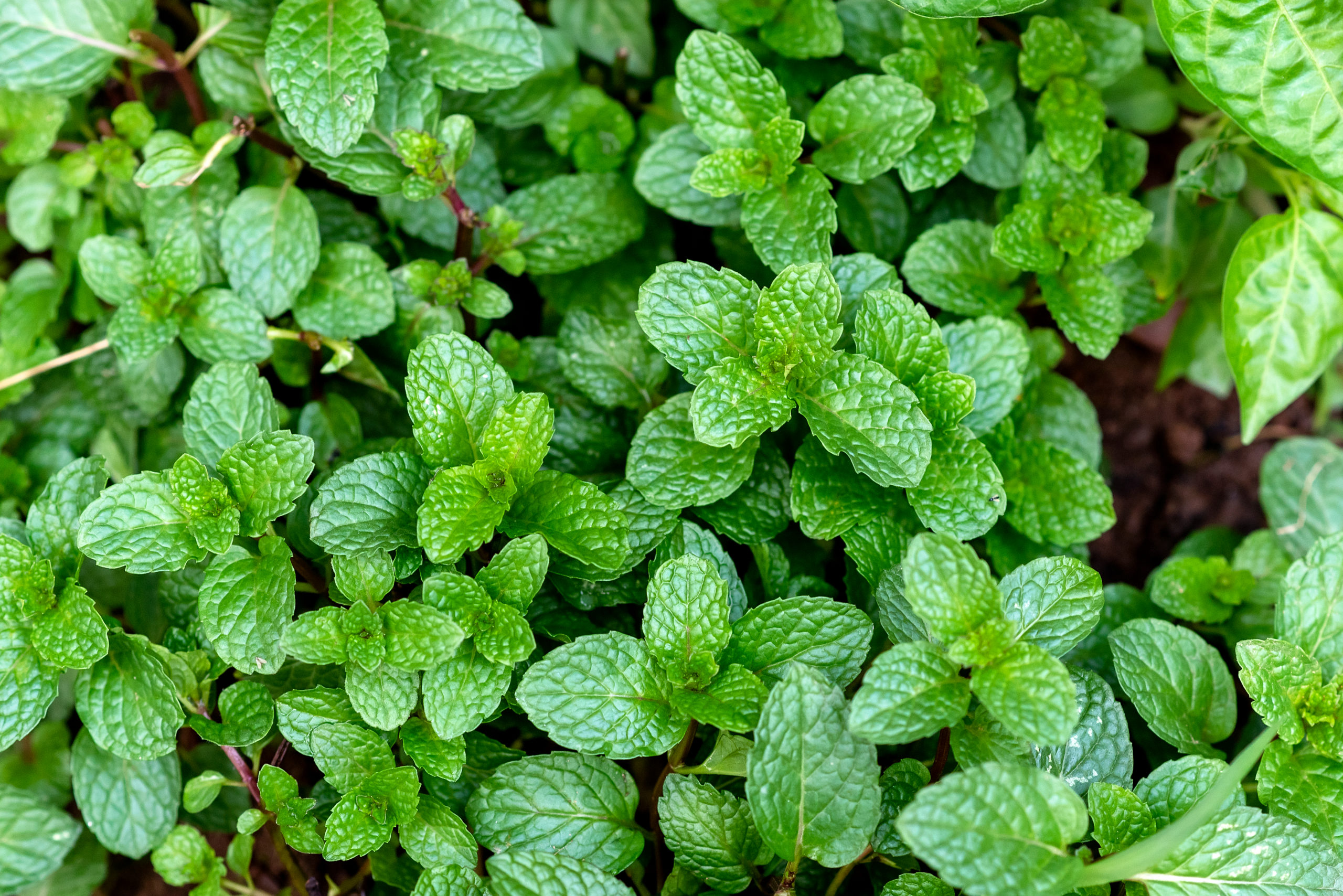 Peppermint plant