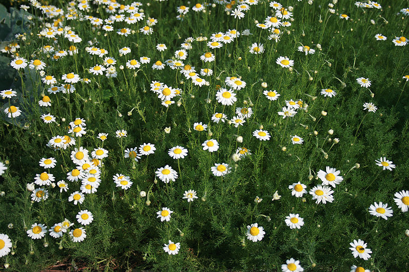 Roman Chamomile plant