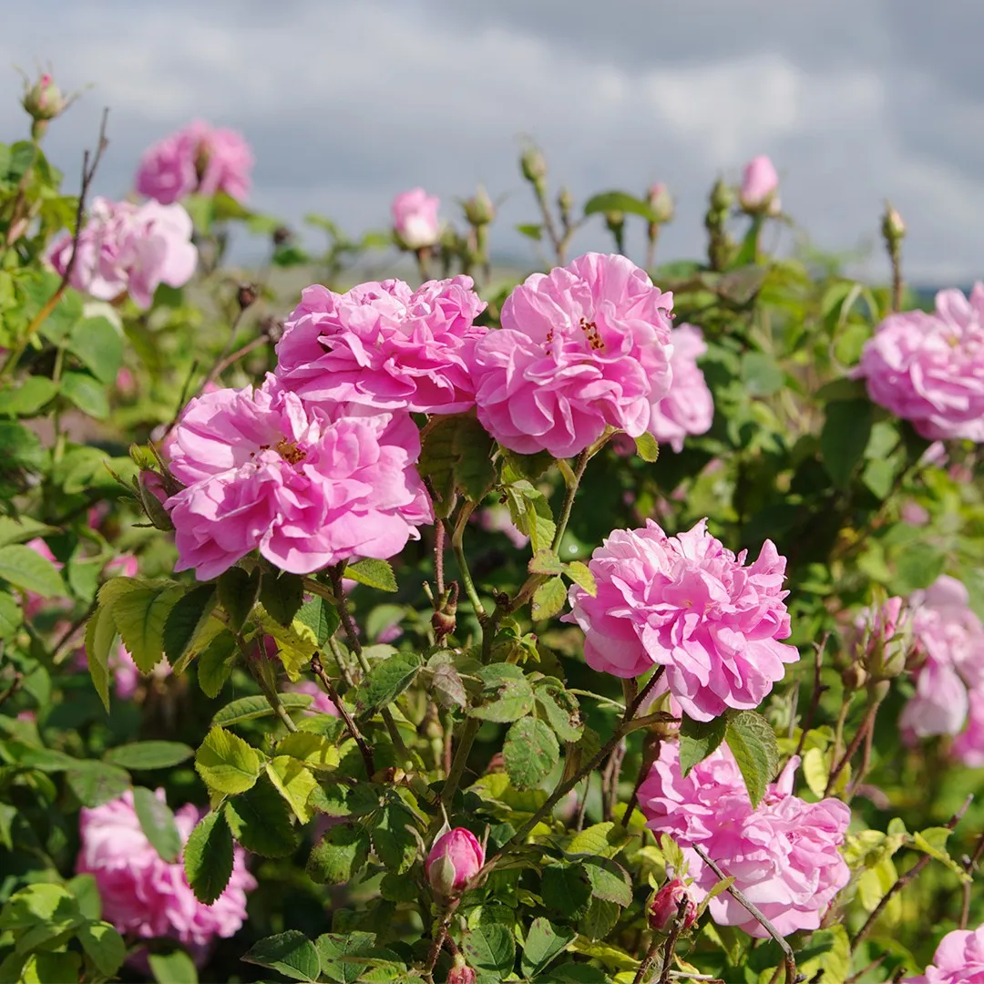 Rose plant