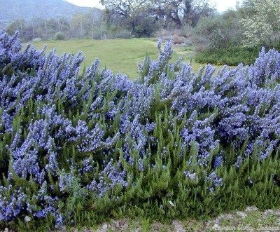 Rosemary plant