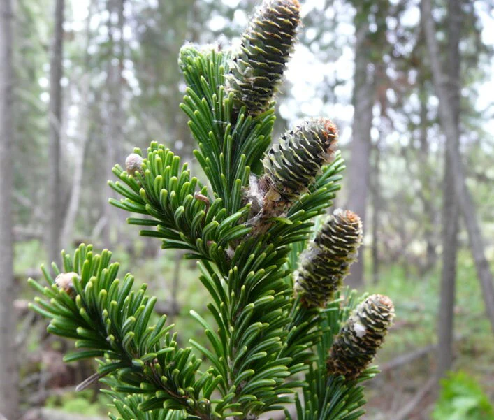 Siberian Fir plant