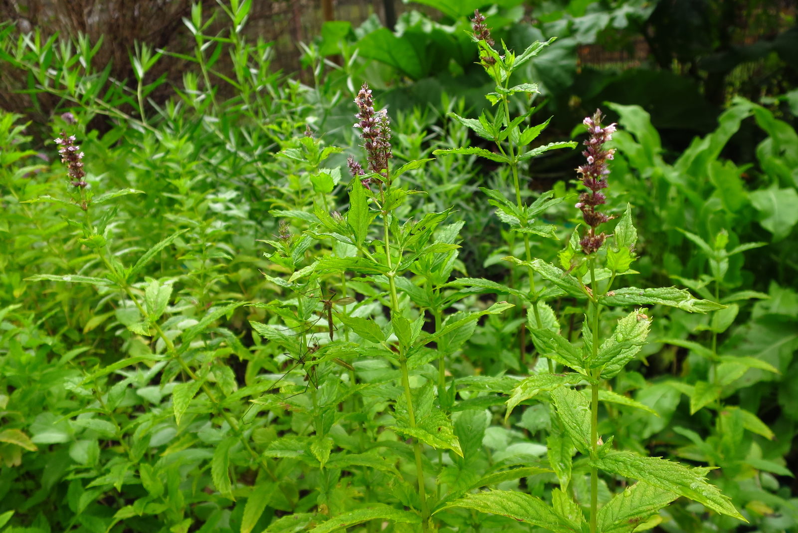 Spearmint plant