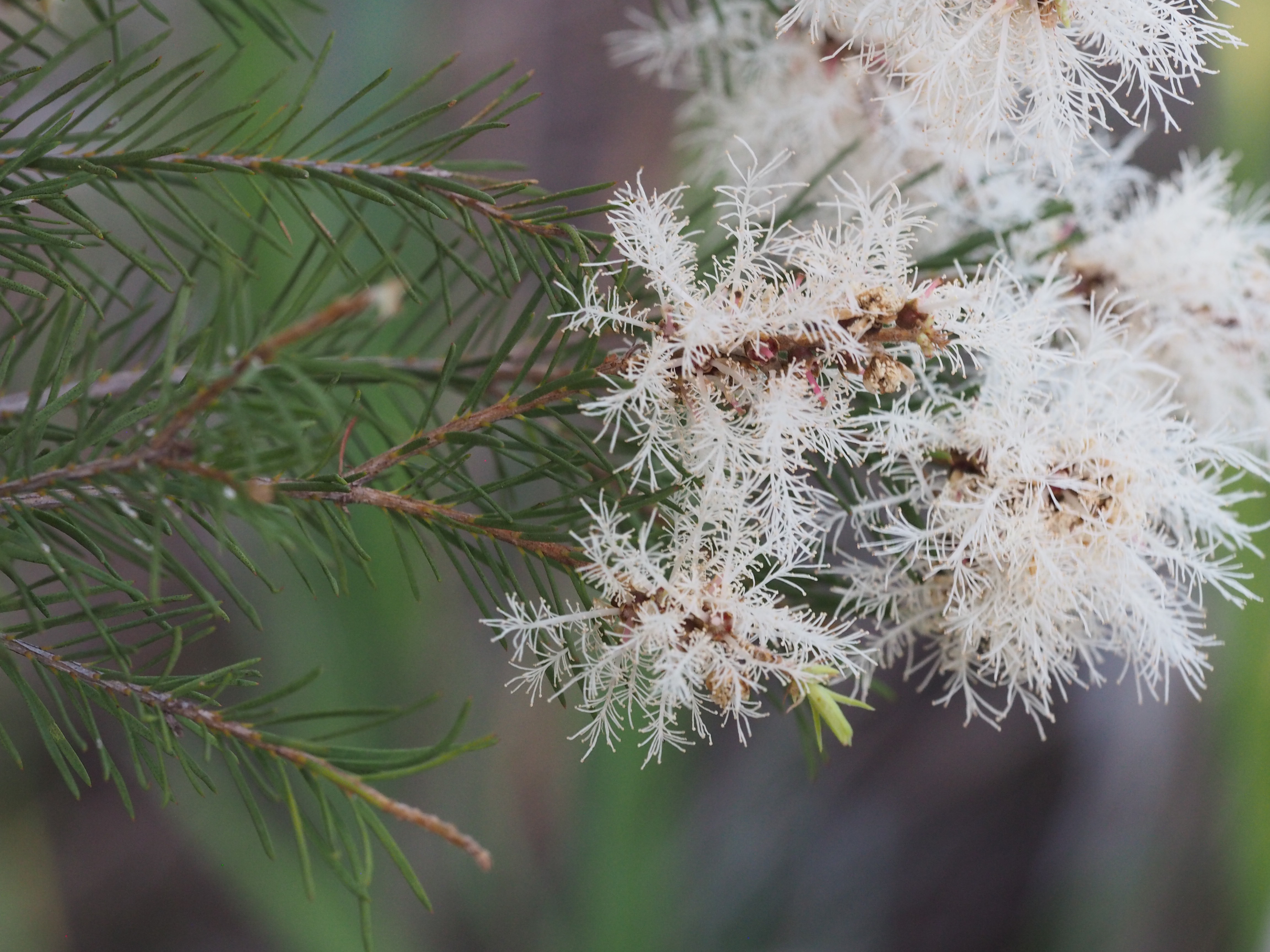 Tea Tree plant
