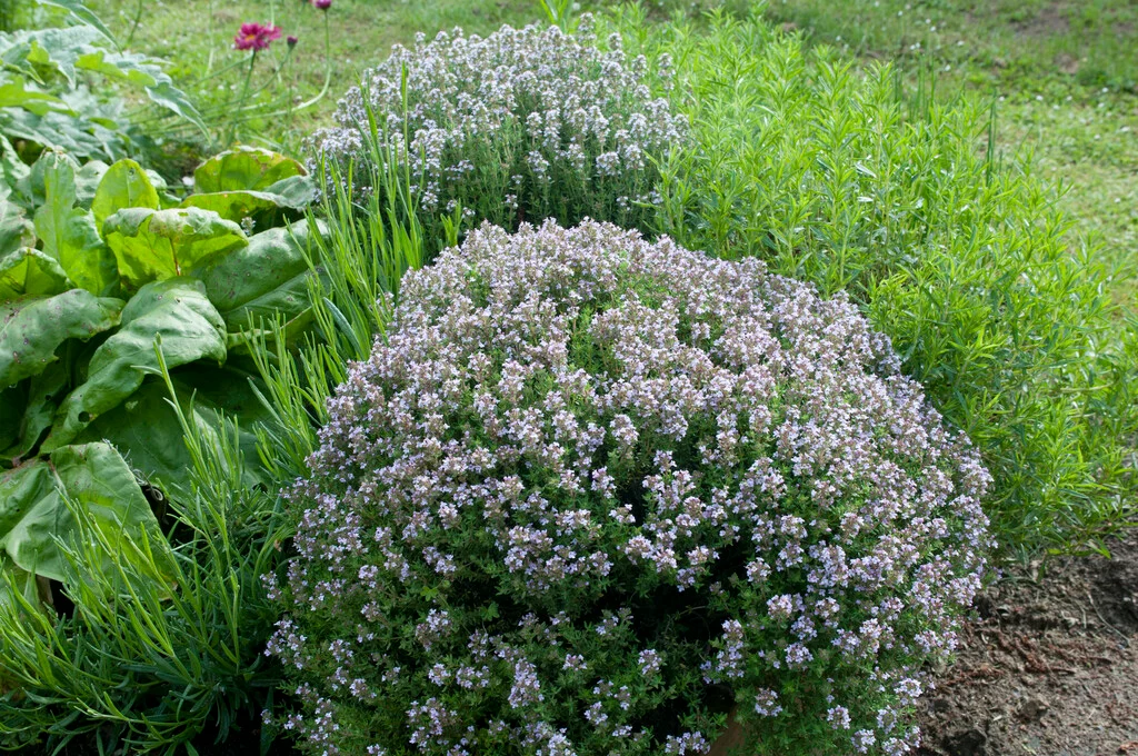 Thyme plant