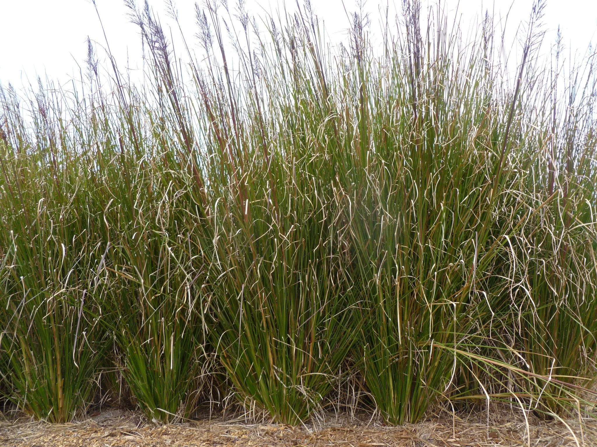 Vetiver plant