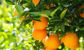 Wild Orange plant