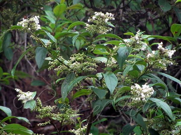 Wintergreen plant