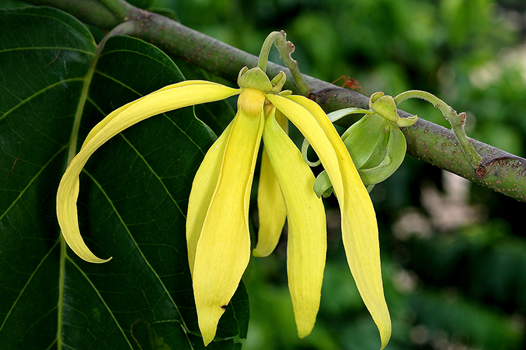 Ylang Ylang plant